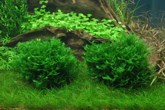Monosolenium tenerum - Zartes Lebermoos InVitro
