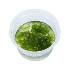 Monosolenium tenerum - Zartes Lebermoos InVitro