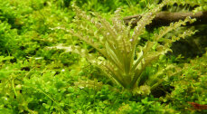 Pogostemon helferi - Kleiner Wasserstern InVitro-Dose