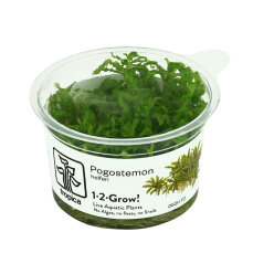 Pogostemon helferi - Kleiner Wasserstern InVitro-Dose
