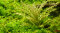 Pogostemon helferi - Kleiner Wasserstern InVitro-Dose