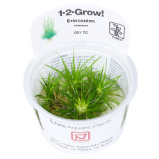 Eriocaulon cinereum Labornachzucht von Tropica