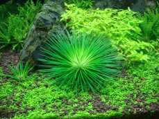 Eriocaulon cinereum Labornachzucht von Tropica