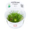 Eriocaulon cinereum Labornachzucht von Tropica
