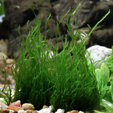 Flammenmoos - Taxiphyllum spec. Flame InVitro Dennerle
