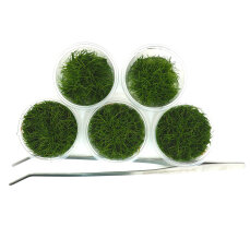 5 x Meristemdose Eleocharis "mini" mit...