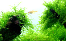 Taxiphyllum barbieri, Javamoos aus Meristemkultur