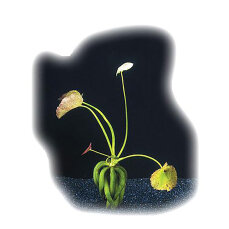 Bananenpflanze, Nymphoides aquatica