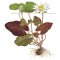 Nymphaea lotus zenkeri, rote Aquarienpflanze