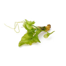 Japanische Teichrose (Nuphar japonica) Knolle/Rhizom