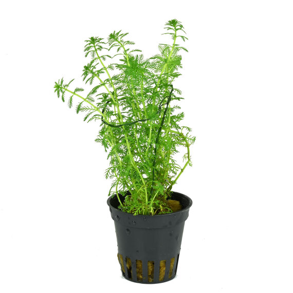 Myriophyllum guyana - Grünes Tausendblatt im Topf
