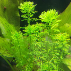 Myriophyllum guyana - Grünes Tausendblatt im Topf