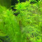 Myriophyllum guyana - Grünes Tausendblatt im Topf
