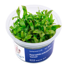 Hygrophila polysperma sunset, Rosanervig InVitro
