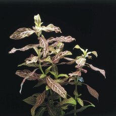 Hygrophila polysperma sunset, Rosanervig InVitro