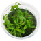 Hygrophila polysperma sunset, Rosanervig InVitro