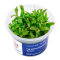 Hygrophila polysperma sunset, Rosanervig InVitro