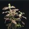 Hygrophila polysperma sunset, Rosanervig InVitro