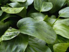 Echinodorus Ozelot Grün, Solitärpflanze mit besonderem Blattmuster