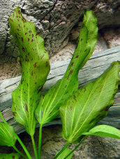 Echinodorus Ozelot Grün, Solitärpflanze mit besonderem Blattmuster