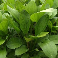 Echinodorus Ozelot Grün, Solitärpflanze mit besonderem Blattmuster