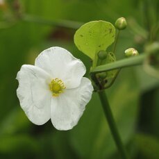 Echinodorus Ozelot Grün, Solitärpflanze mit besonderem Blattmuster