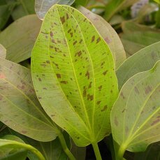 Echinodorus Ozelot Grün, Solitärpflanze mit besonderem Blattmuster