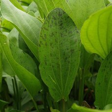 Echinodorus Ozelot Grün, Solitärpflanze mit besonderem Blattmuster