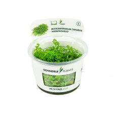 Monte Carlo Perlenkraut - Micranthemum tweediei CUP