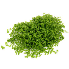 Monte Carlo Perlenkraut - Micranthemum tweediei CUP