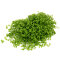 Monte Carlo Perlenkraut - Micranthemum tweediei CUP