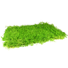 Perlenkraut XXL Matte 60 x 40 cm - Rollrasen für...