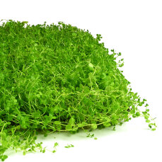 Perlenkraut XXL Matte 60 x 40 cm - Rollrasen für Aquarien
