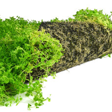 Perlenkraut XXL Matte 60 x 40 cm - Rollrasen für Aquarien