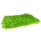 Perlenkraut XXL Matte 60 x 40 cm - Rollrasen für Aquarien