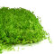Perlenkraut XXL Matte 60 x 40 cm - Rollrasen für Aquarien