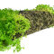 Perlenkraut XXL Matte 60 x 40 cm - Rollrasen für Aquarien