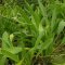 Echinodorus uruguayensis, Uruguay-Schwertpflanze