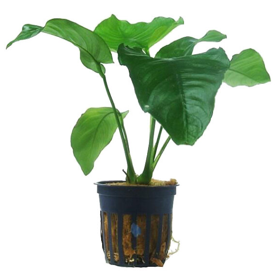 Breitblättriges Speerblatt, Anubias barteri var. barteri
