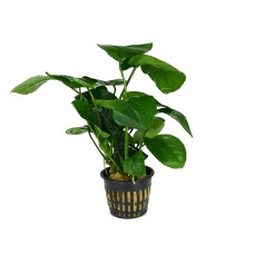 Anubias barteri var barteri Mutterpflanze für...