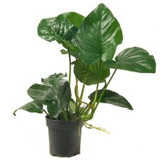 Anubias barteri var barteri Mutterpflanze für Aquarien und Terrarien
