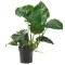 Anubias barteri var barteri Mutterpflanze für Aquarien und Terrarien