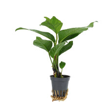 Anubias heterophylla – Verschiedenblättriges Speerblatt