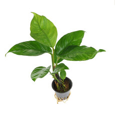 Anubias heterophylla – Verschiedenblättriges Speerblatt