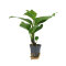 Anubias heterophylla – Verschiedenblättriges Speerblatt
