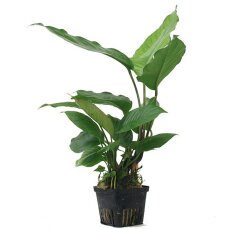 Anubias heterophylla Mutterpflanze