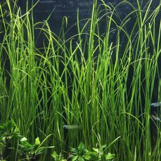 Vallisneria nana - Schmalblättrige Vallisnerie -...