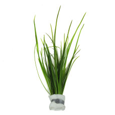 Vallisneria nana - Schmalblättrige Vallisnerie -...