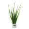 Vallisneria nana - Schmalblättrige Vallisnerie - Zwergvallisnerie