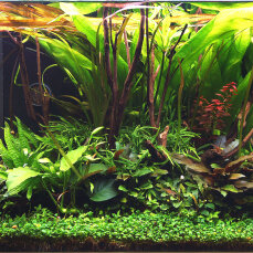Aquarienlayout 108 von Tropica für ein 250 l Aquarium